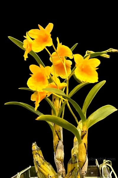 Dendrobium capillipes