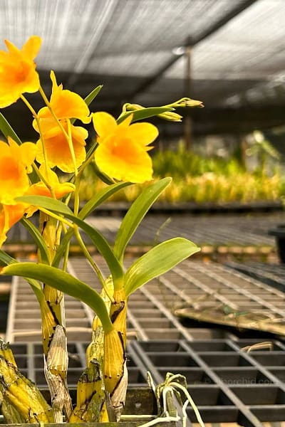 dendrobium capillipes