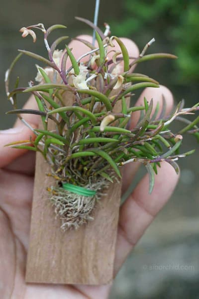Dendrobium acerosum