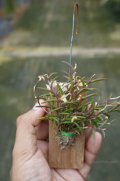 Dendrobium acerosum