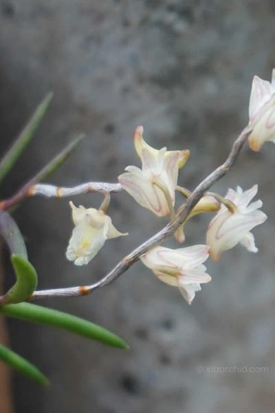 Dendrobium acerosum