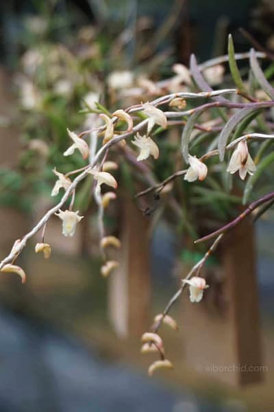 Dendrobium acerosum
