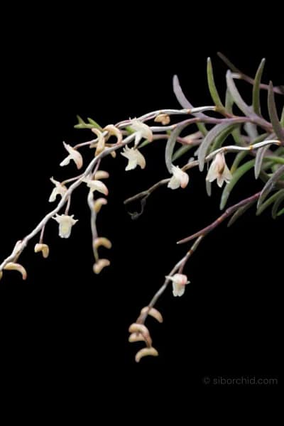 Dendrobium acerosum