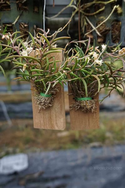 Dendrobium acerosum