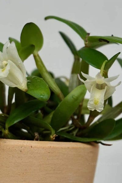 dendrobium pachyphyllum