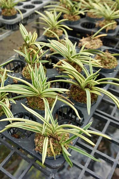 vanda neofinetia falcata variegated