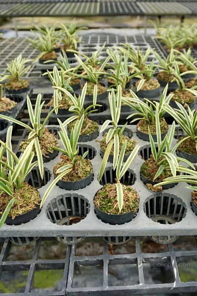vanda neofinetia falcata variegated