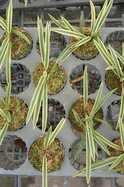 vanda neofinetia falcata variegated