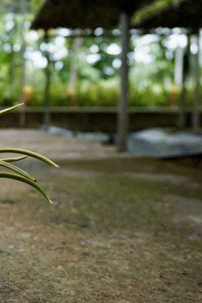 vanda neofinetia falcata variegated