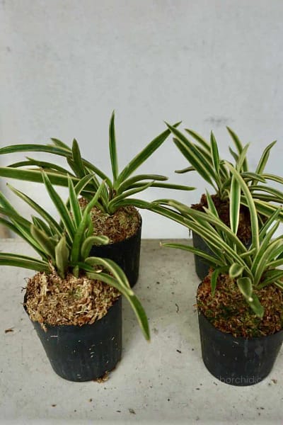vanda neofinetia falcata variegated