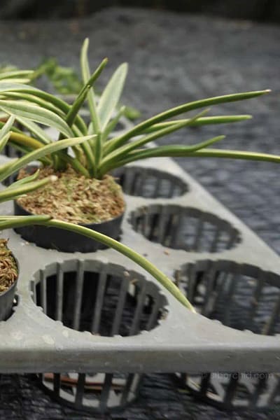 vanda neofinetia falcata variegated