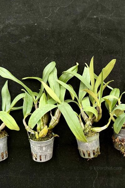 Dendrobium Trigonopus