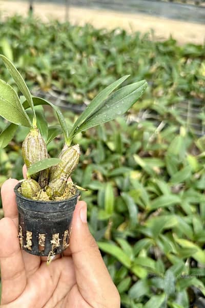 Dendrobium Trigonopus