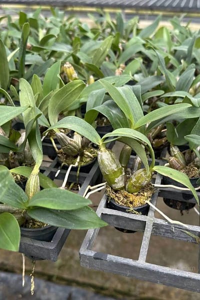 Dendrobium Trigonopus