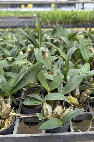 Dendrobium Trigonopus