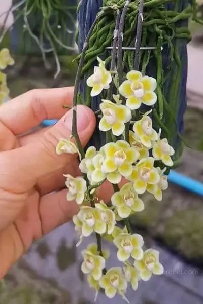 Chiloschista spp Rachaburi