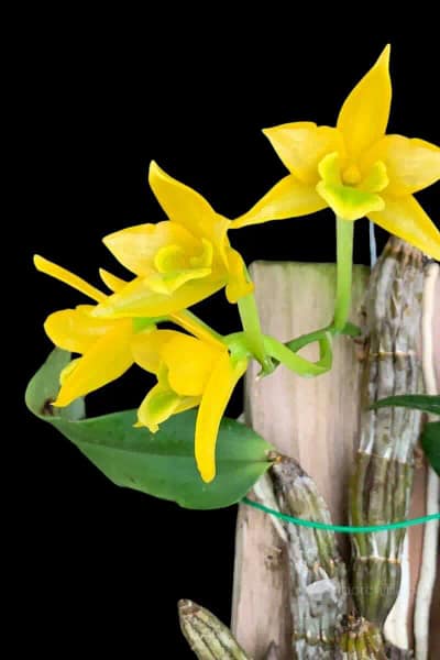 Dendrobium Trigonopus