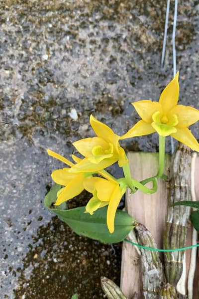 Dendrobium Trigonopus