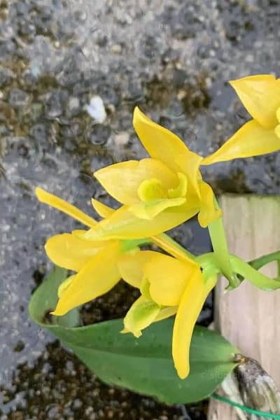 Dendrobium Trigonopus