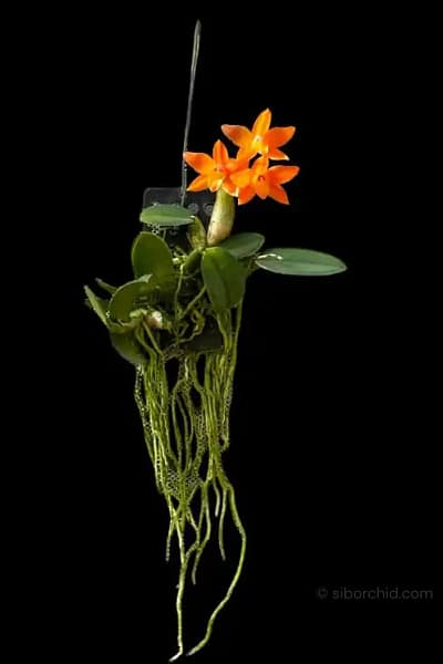 Cattleya cernua