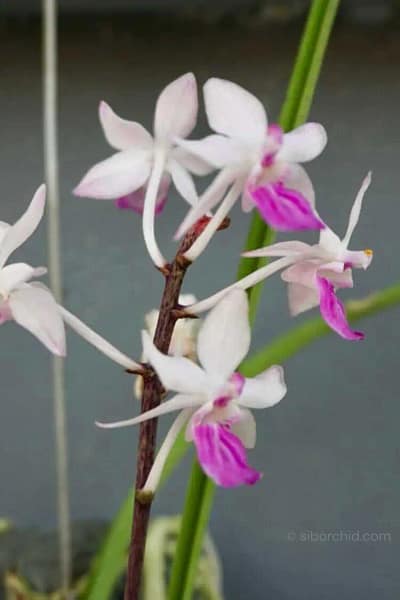 Holcoglossum amesianum x Seidenfadenia mitrata