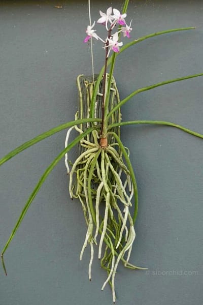 Holcoglossum amesianum x Seidenfadenia mitrata