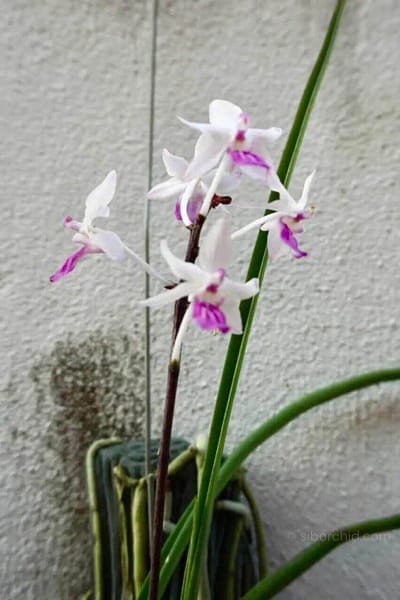 Holcoglossum amesianum x Seidenfadenia mitrata