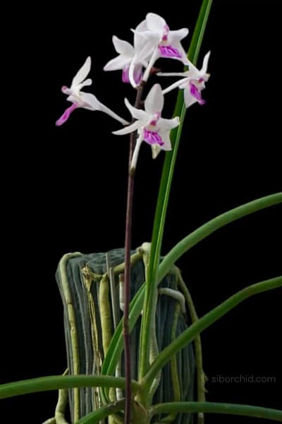 Holcoglossum amesianum x Seidenfadenia mitrata