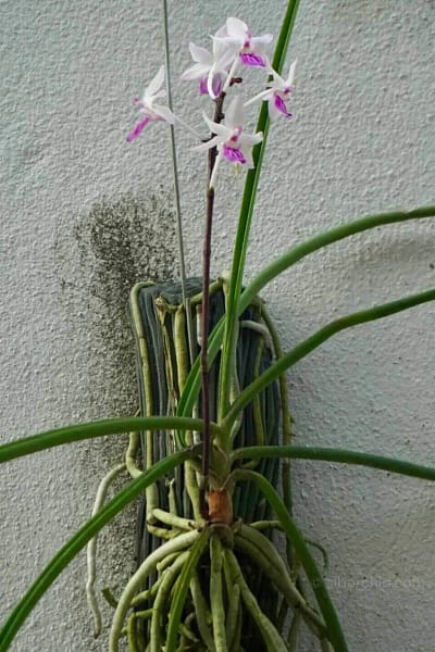 Holcoglossum amesianum x Seidenfadenia mitrata