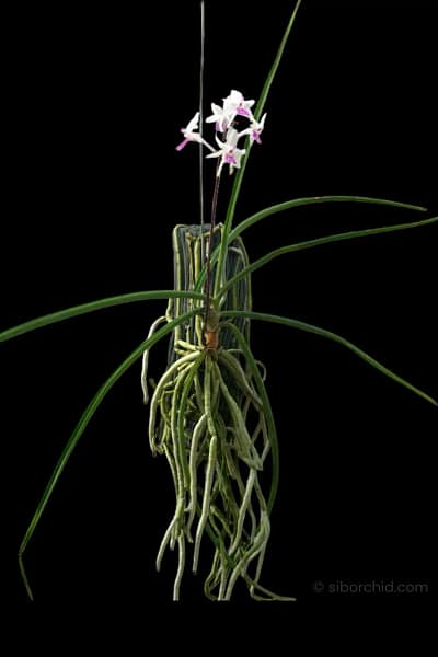 Holcoglossum amesianum x Seidenfadenia mitrata