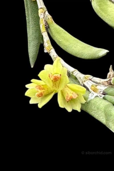 Dendrobium rigida