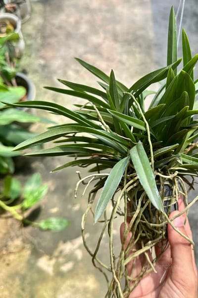 Neofinetia falcata (Big Size)