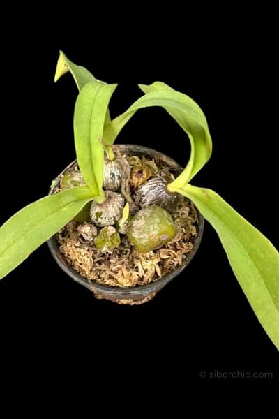 Bulbophyllum tripaleum