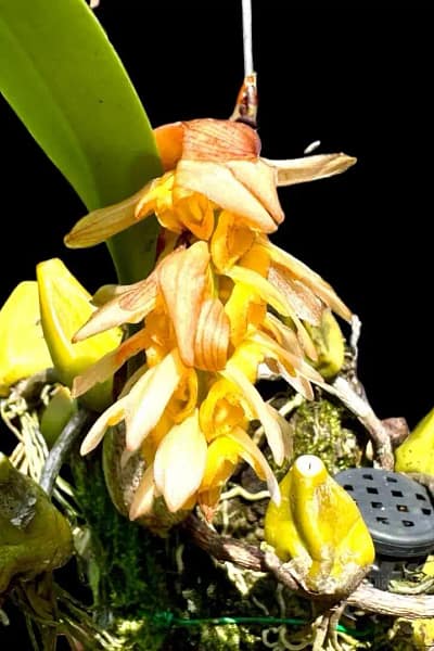 Bulbophyllum allenkerrii Seidenf.