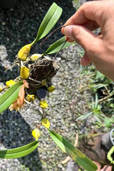 Bulbophyllum allenkerrii Seidenf.