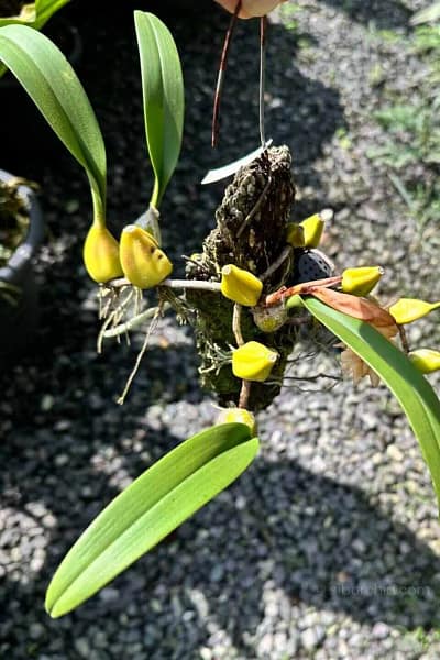 Bulbophyllum allenkerrii Seidenf.