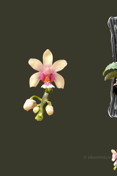 Phalaenopsis deliciosa