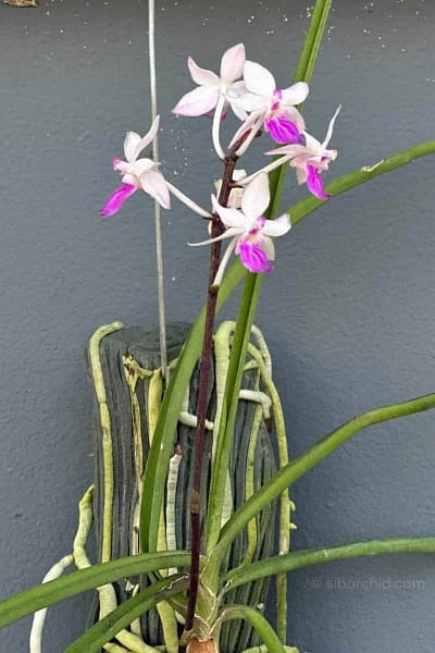 Holcoglossum amesianum x Seidenfadenia mitrata