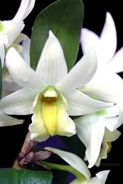Dendrobium Frosty Dawn