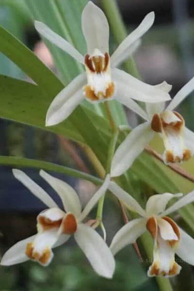 Coelogyne trinervis