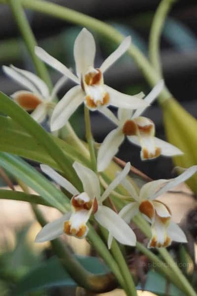 Coelogyne trinervis