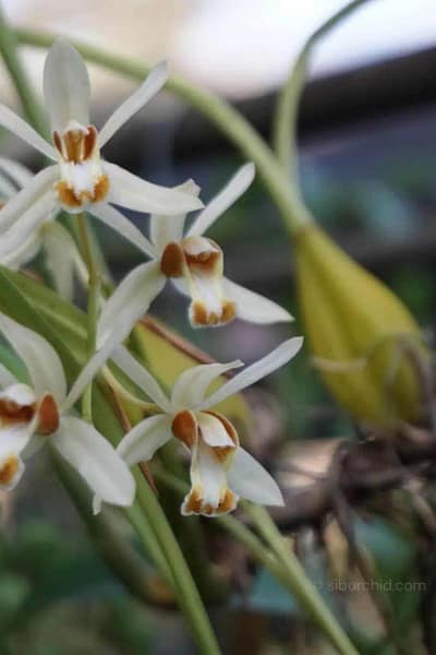 Coelogyne trinervis