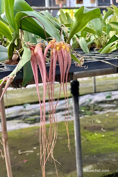 Bulbophyllum longissimum