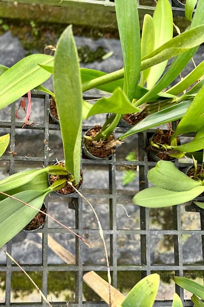 Bulbophyllum longissimum