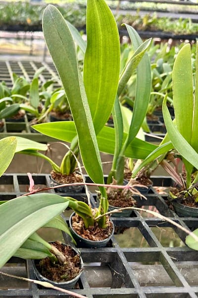 Bulbophyllum longissimum