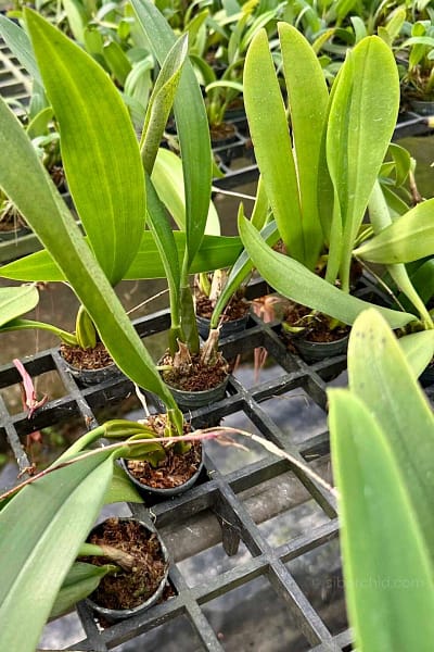 Bulbophyllum longissimum