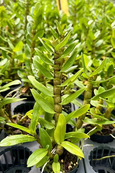 Dendrobium Frosty Dawn