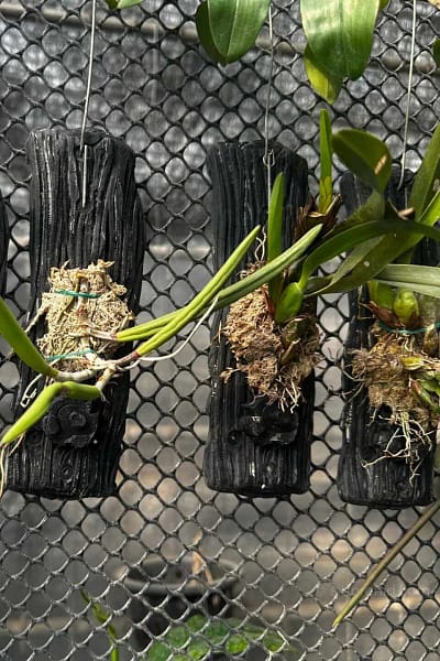Dendrobium wassellii
