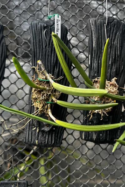 Dendrobium wassellii