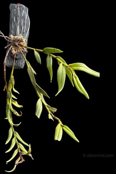 Trichotosia pulvinata